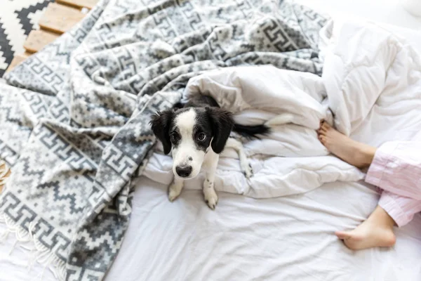 Вид на восхитительного черно-белого щенка, сидящего на кровати — стоковое фото