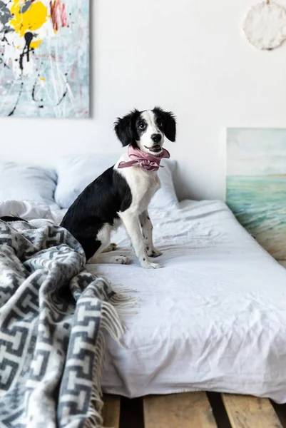 Side view of cute puppy with pink neckpiece sitting on bed — Stock Photo