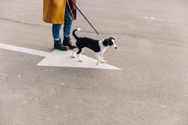 Cropped shot of woman walking on street together with puppy — Stock Photo