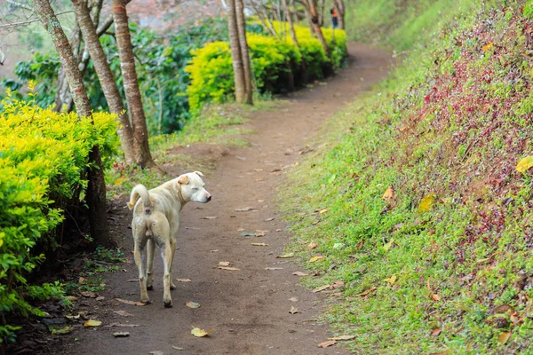 Bahçedeki kör köpek
