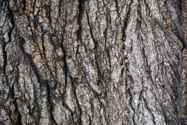Ağaç kabuğu dokusu