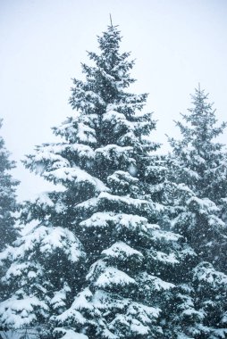  Kar yağışı ve köknar ağaçlarının dikey resmi