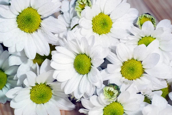 Nahaufnahme Foto Von Weißen Blumen Isoliert — Stockfoto