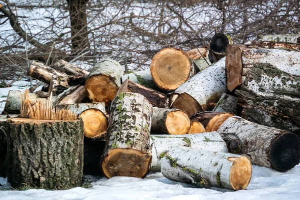 Foto Los Troncos Madera Para Hoguera Chimenea —  Fotos de Stock