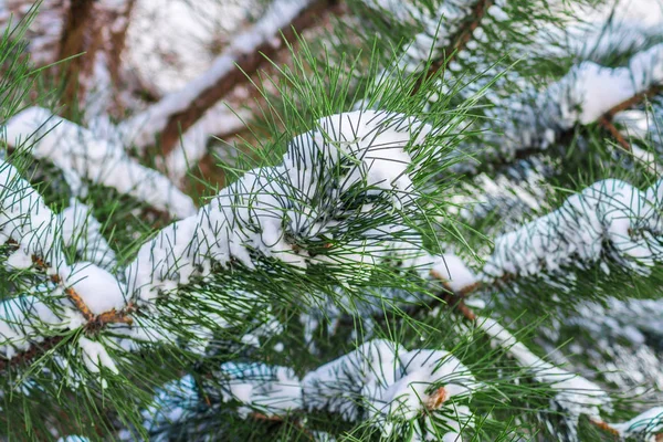 Ramas Coníferas Con Agujas Verdes Cubiertas Nieve —  Fotos de Stock