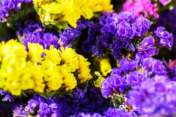 Contrast photo of very bright and colorful flowers of yellow, purple and pink