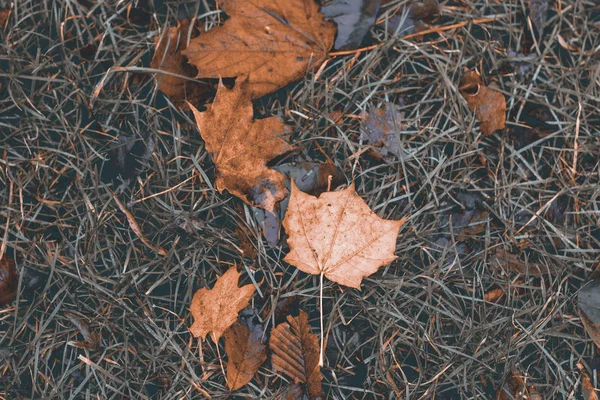 Feuilles Jaunes Sur Herbe Avec Effet Une Vieille Photo — Photo