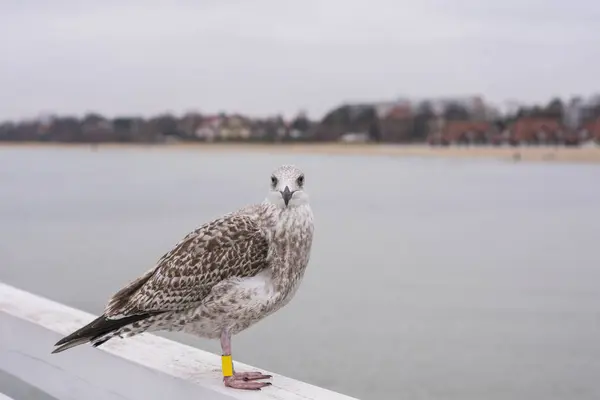 Bild Mås Med Taggar Tassarna Sittande Träpir Bakgrunden Havskusten Molnig — Stockfoto