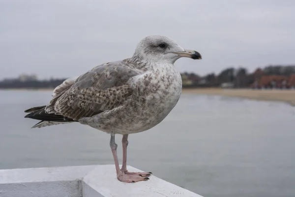 Foto Una Gran Gaviota Sentada Muelle Madera Fondo Costa Del — Foto de Stock