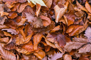 Ağaçlardan düşen sonbahar yaprakları, eşit bir ot katmanıyla yerde yatar. Duvar kağıdı için fotoğraf üstü görünümü