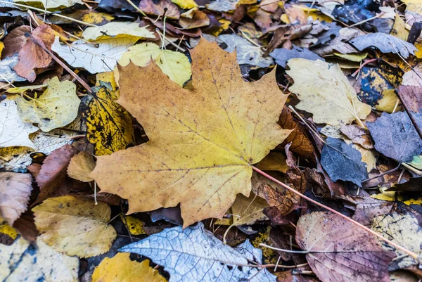 Foglia Gialla Caduta Primo Piano Sullo Sfondo Altre Foglie Cadute — Foto Stock