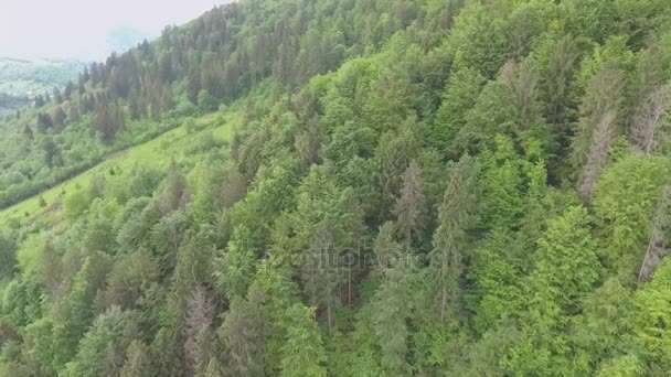 Panorama de la Montaña Bosque Verde — Vídeos de Stock