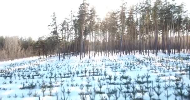 Δέντρα Που Φυτεύτηκαν Στο Ξύλο Χειμώνα Χειμώνας Δάσος Τετράγωνο Ελικόπτερο — Αρχείο Βίντεο