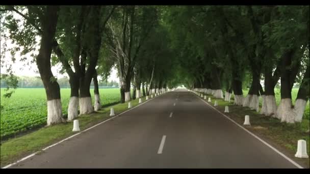 Die Straße Wald Straßenrand Werden Bäume Gepflanzt Die Wüstenstraße Wald — Stockvideo