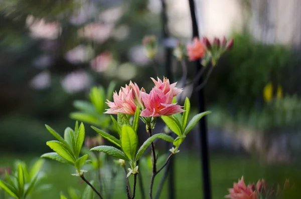 Fleurs roses sur un fond flou — Photo