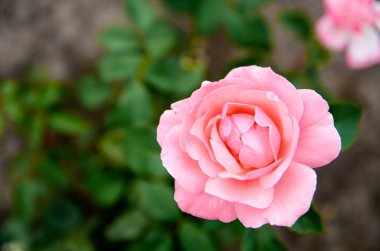Güzel hafif pembe Gül izole bloom bahçede yeşil arka plan bulanık üzerinde yakın çekim ile kopya alanı sol tarafında