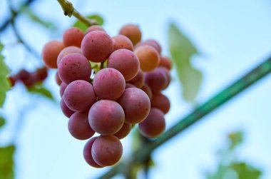 Brunch bulanık doğa arka plan üzerinde mor üzüm. Gökyüzü arka plan bulanık üzerinde