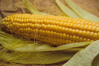 Mısır sarı altın