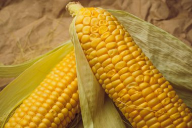 Mısır sarı altın