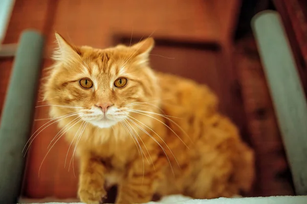 Cat Ginger winter — Stock Photo, Image