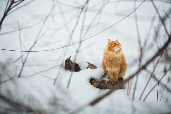 cat winter tree