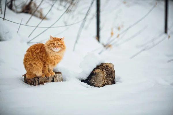Árvore de inverno gato — Fotografia de Stock