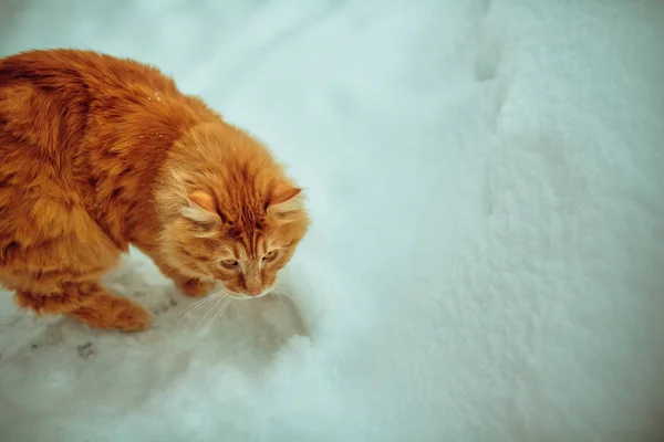 Gato Ginger inverno — Fotografia de Stock