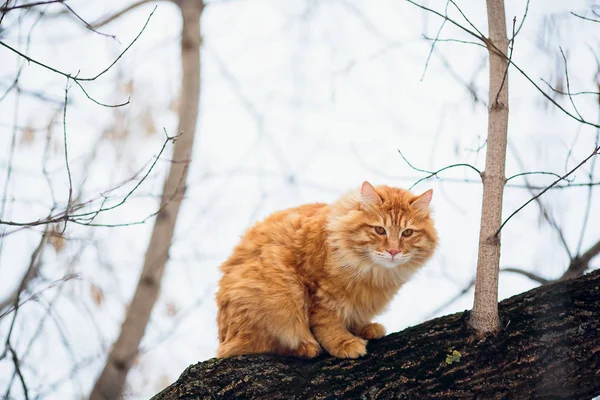 Cat winter snow — Stock Photo, Image