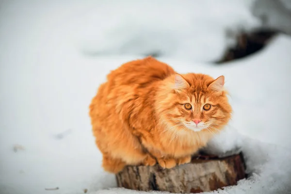 Neve de inverno gato — Fotografia de Stock