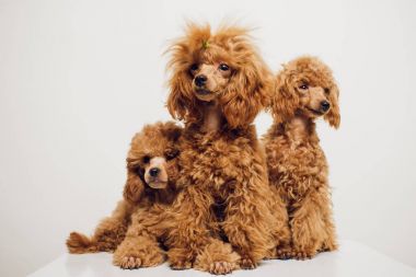 Beyaz zemin üzerine altın kahverengi kürklü kaniş