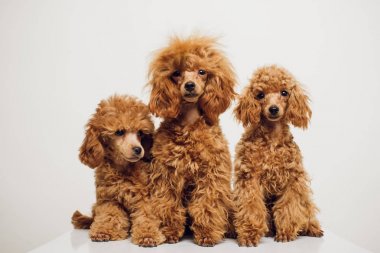 Beyaz zemin üzerine altın kahverengi kürklü kaniş