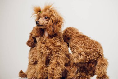 Beyaz zemin üzerine altın kahverengi kürklü kaniş