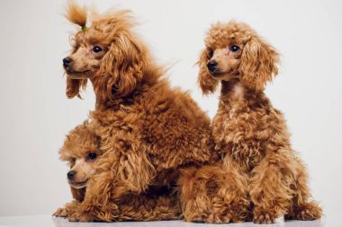 Beyaz zemin üzerine altın kahverengi kürklü kaniş