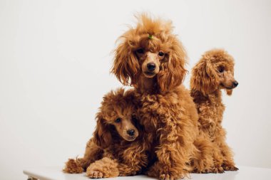 Beyaz zemin üzerine altın kahverengi kürklü kaniş