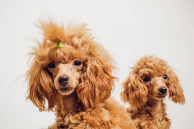 Beyaz zemin üzerine altın kahverengi kürklü kaniş