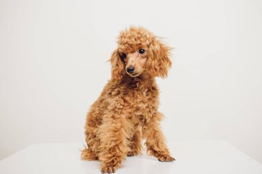 Beyaz zemin üzerine altın kahverengi kürklü kaniş