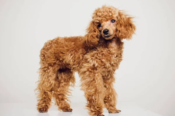 Poodle dengan Golden Brown Fur pada latar belakang putih — Stok Foto