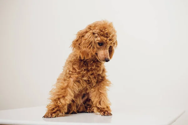 Poodle with Golden Brown Fur on a white background — Stock Photo, Image