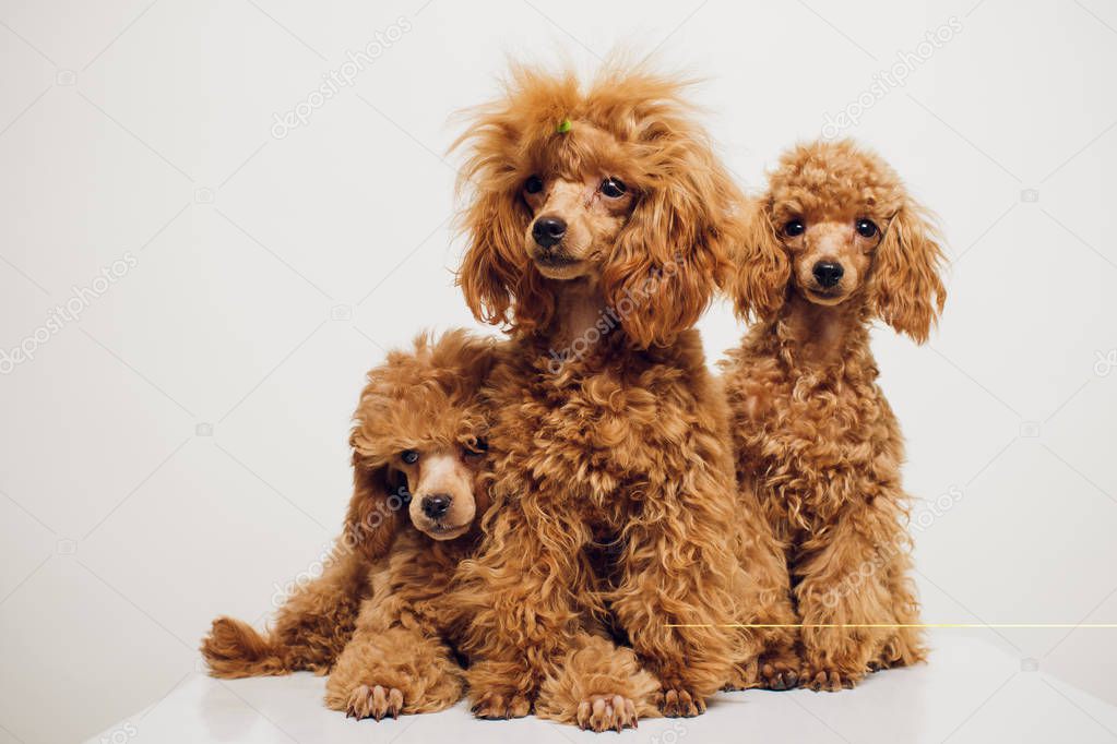 Toy poodle in stand on white background