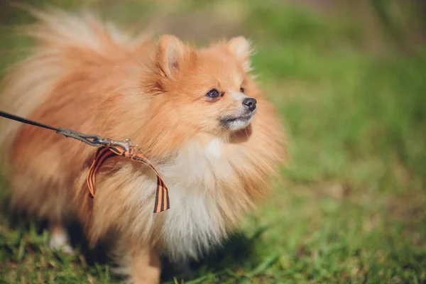 Puppy Pommeren hond schattige huisdieren in straat — Stockfoto