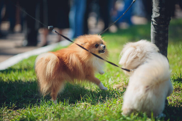puppy pomeranian dog cute pets in street