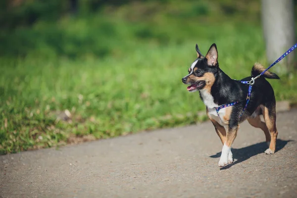 Cachorro pomeranian cão bonito animais de estimação na rua — Fotografia de Stock