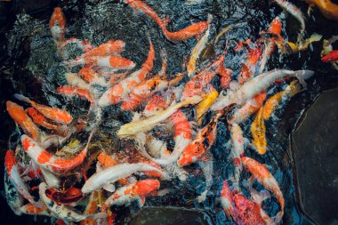 Renkli güzel sazan, Koi sazan doğal gölet.