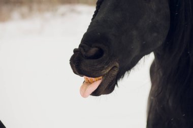 Be aygır at dilini gösterir