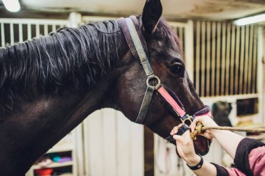 Anglo-Arap yarış atı at ahır içinde izlerken