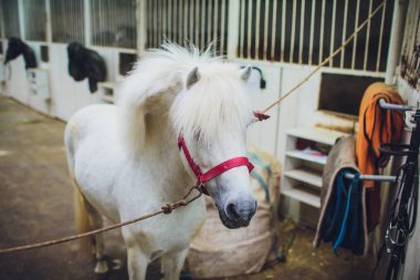 Ahır içinde güzel mane olan beyaz midilli portresi