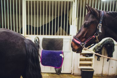 mare siyah at istikrarlı Başkanı aygır bakar