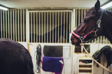 mare siyah at istikrarlı Başkanı aygır bakar