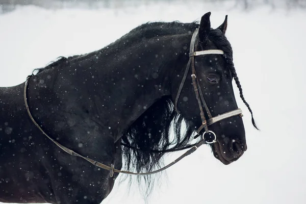 Semental Frisón Corriendo Campo Invierno Caballo — Foto de Stock