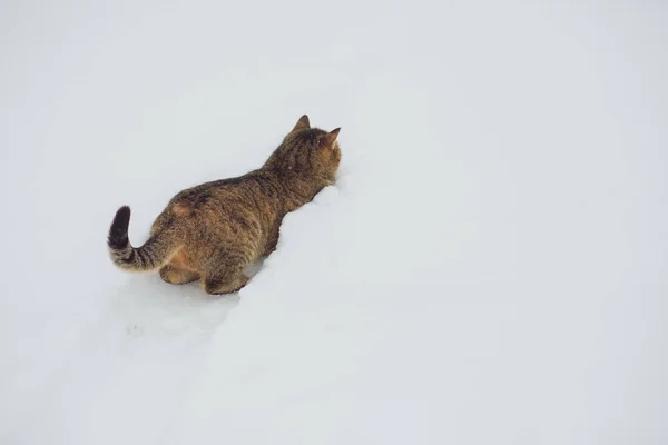 Funny Gray Tabby Cat Yellow Eyes Walking Deep Snow Outdoors — Stock Photo, Image